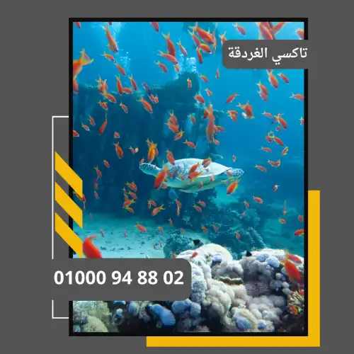 تاكسي الغردقة     : ليموزين مطار القاهرة